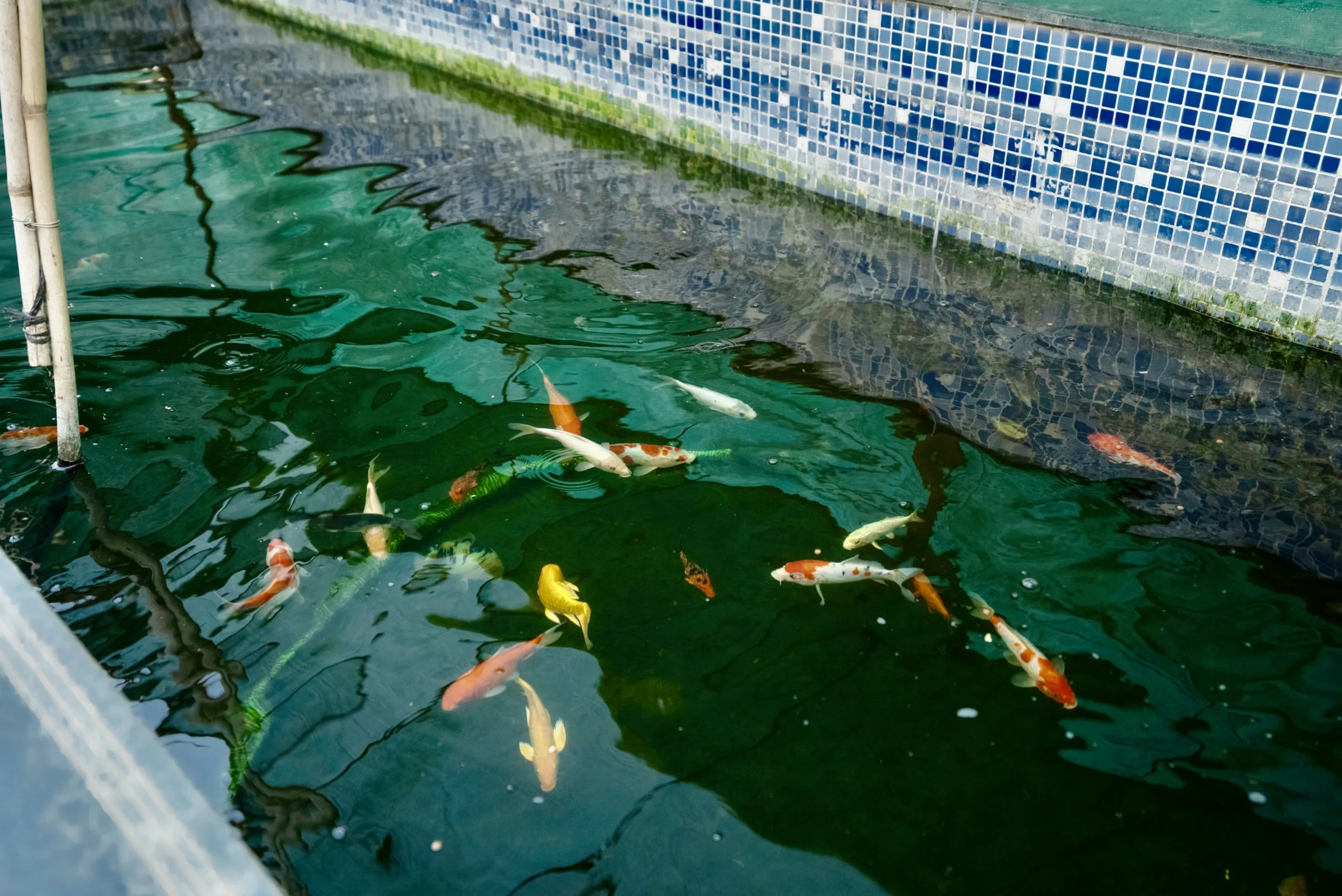 DSC02355